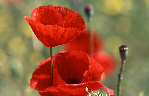  Image name: papavero2.jpg 
 width: 500 pixel 
 height: 323 pixel 
 Size: 72611 bytes 
 Click to enlarge 